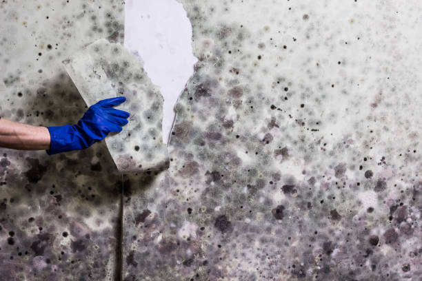 Mold Testing and Removal in Sunbury, OH